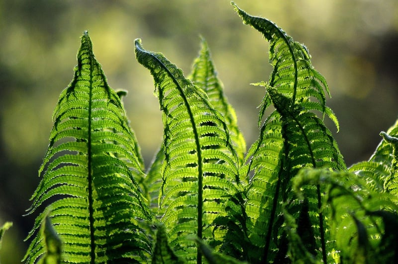 Fern Flower